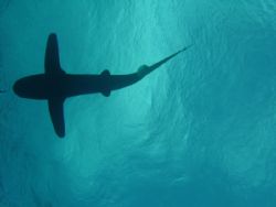 white oceanic shark in egypt by Dourieu Charles 